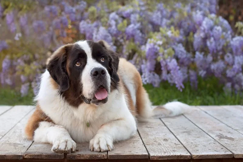 Vaccine Reactions in Dogs