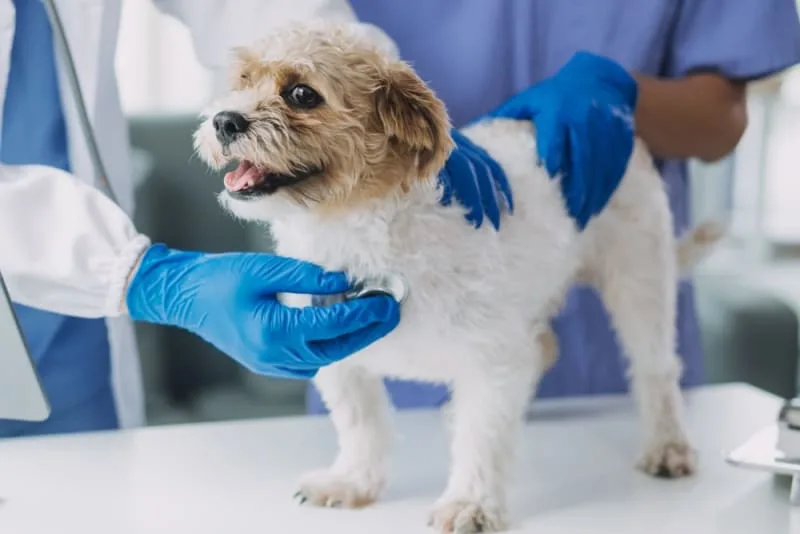 How Often Do You Take a Dog to the Vet?