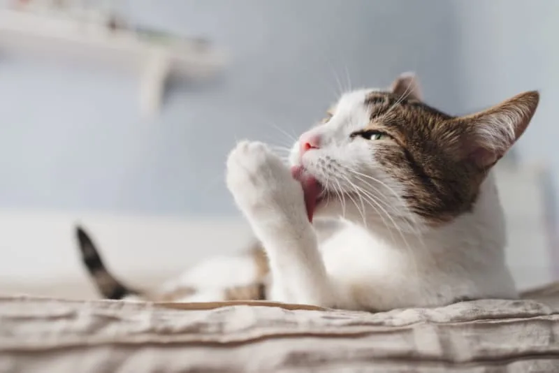 Cat Overgrooming: Why Cats Overgroom & How You Can Stop It
