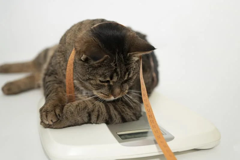 Is My Cat Overweight? Signs & Symptoms