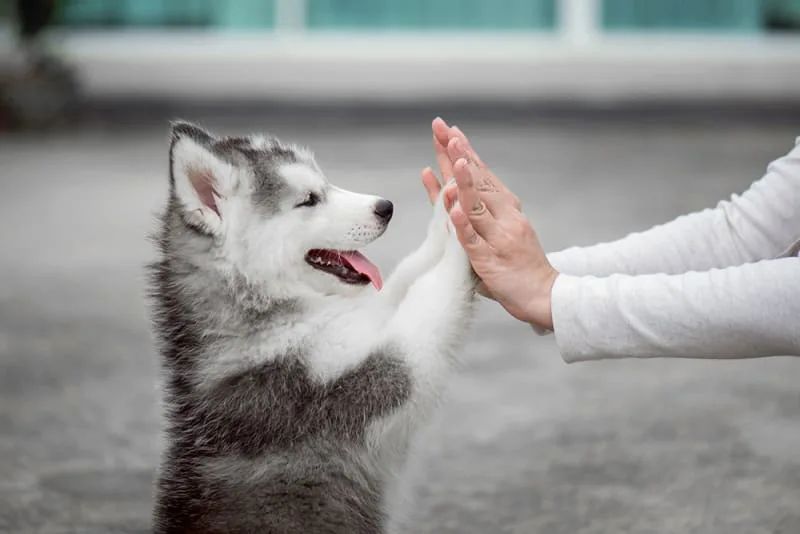 What is the true cost of owning a dog?