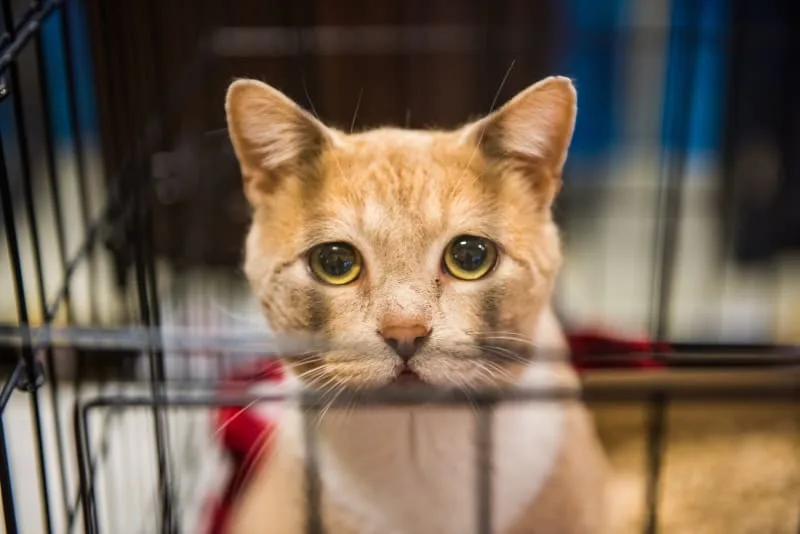 Bordetella Bronchiseptica in Cats