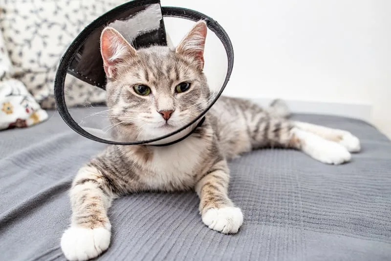 Tips to Speed Your Pet’s Healing Time After Surgery