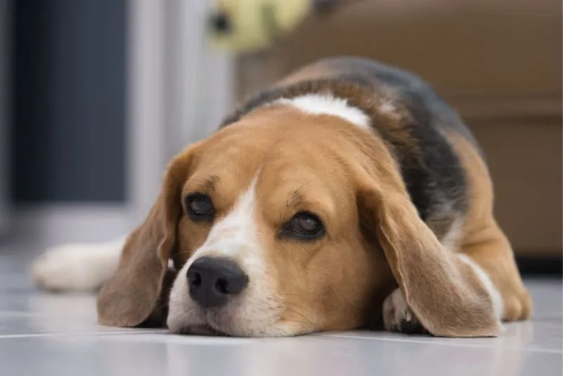 Pneumonia in Dogs
