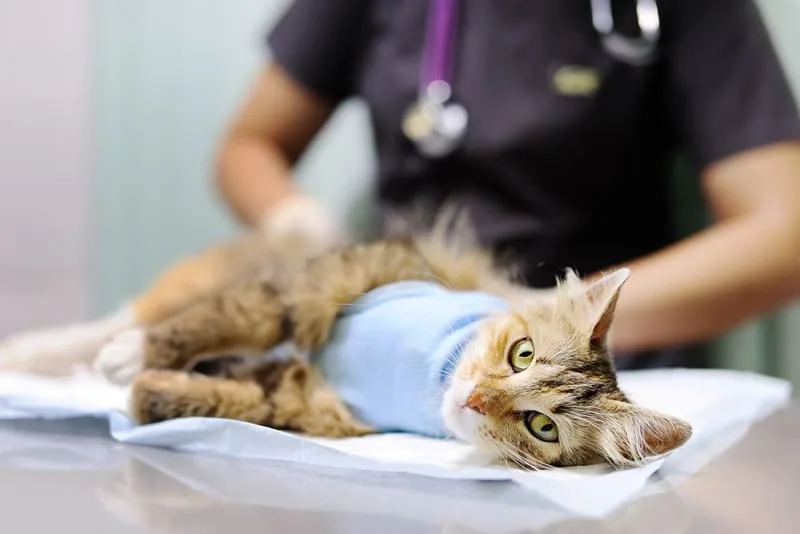 Tips For Helping Your Cat Recover Well From Surgery