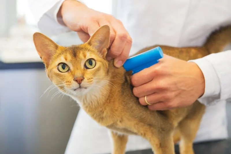 Should I get my cat microchipped?