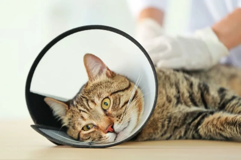 Male Cat Before & After Neutering: Behavior & Recovery