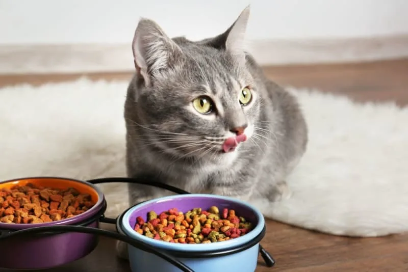 Using Diet to Treat Arthritis in Cats