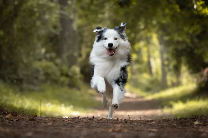Easy Tips to Keep Your Dog’s Coat Shiny & Healthy