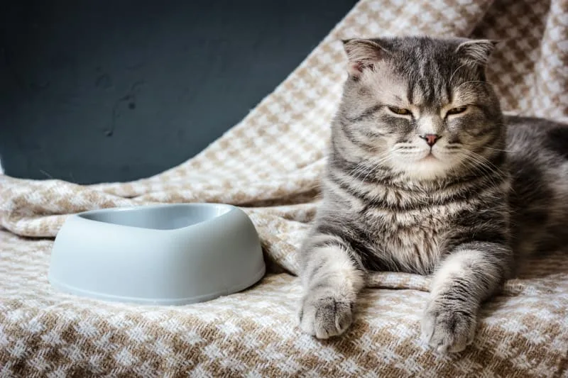 My cat's not eating, what should I do?
