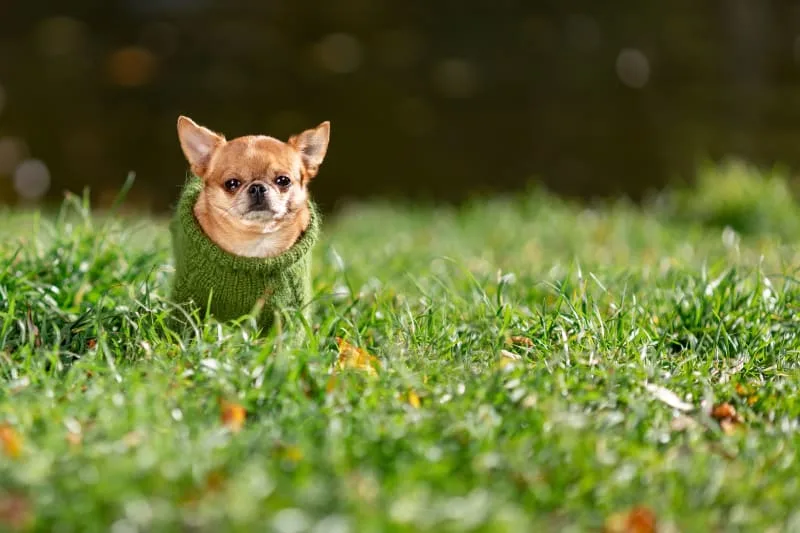 Heartworm in Dogs - Prevention & Treatment