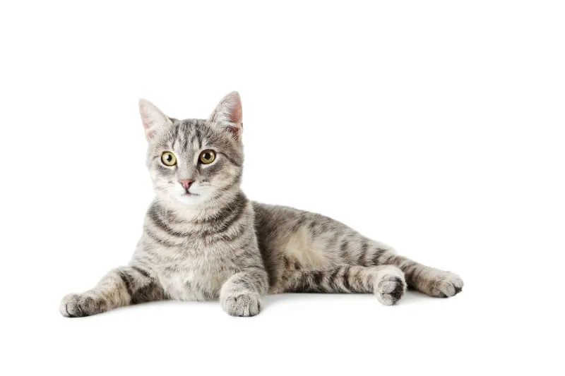 How to tell if your cat is sick: Signs and Symptoms
