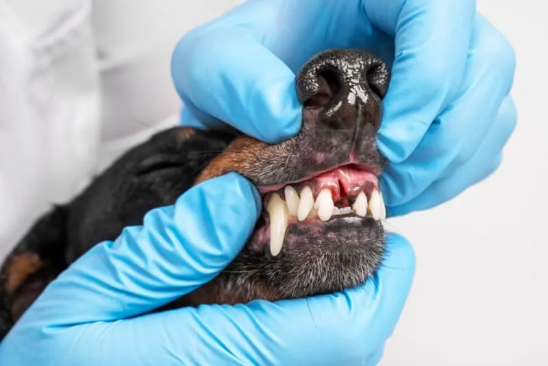 Periodontal Disease in Dogs - How to Prevent Periodontal Disease in Dogs