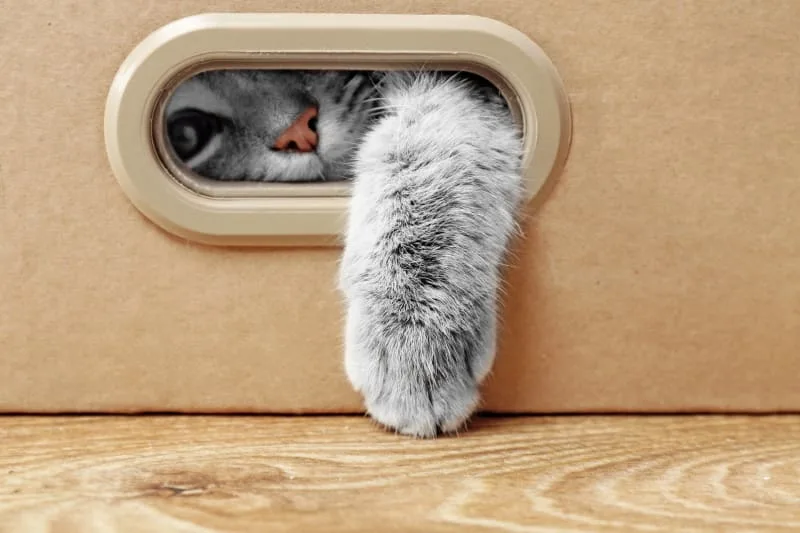 Should I Get My Indoor Cat Vaccinated? Why & When Do it