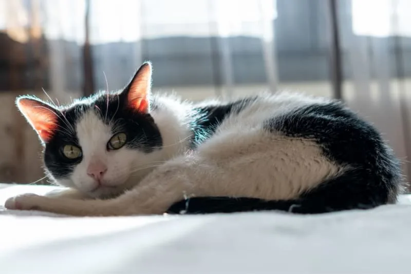 Cats & Colds: Can They Get Them & What To Do?