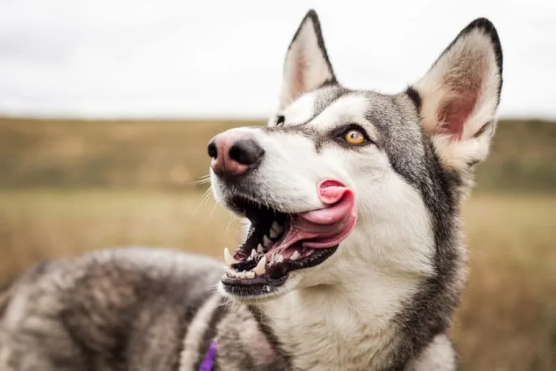 Common Dental Problems in Dogs