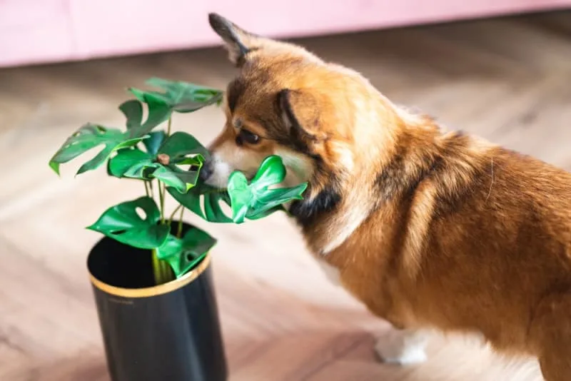 Common Household Hazards for Dogs & Puppies