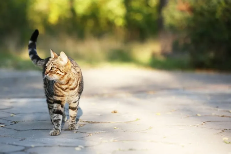 Cat Limping: When To Visit Your Vet
