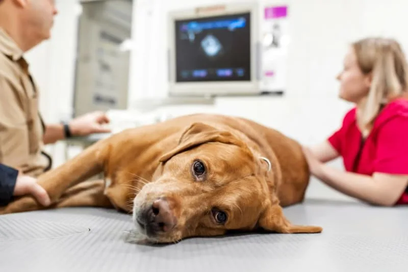 Bowel Obstruction in Dogs & Surgery