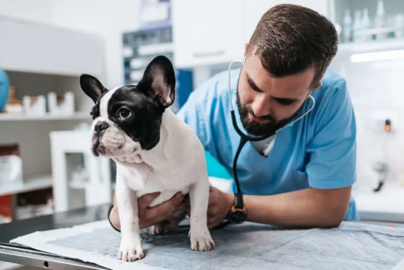 Laryngeal Paralysis in Dogs
