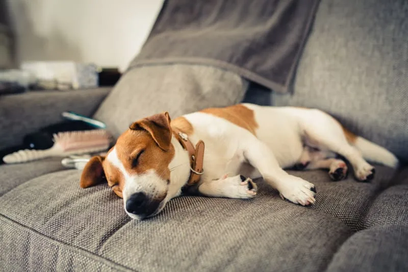Dog Ear Bleeding: Causes & Treatment