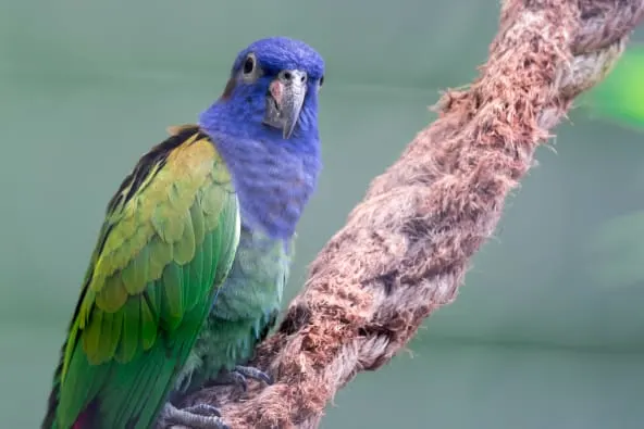 Pionus parrots are a type of pet bird