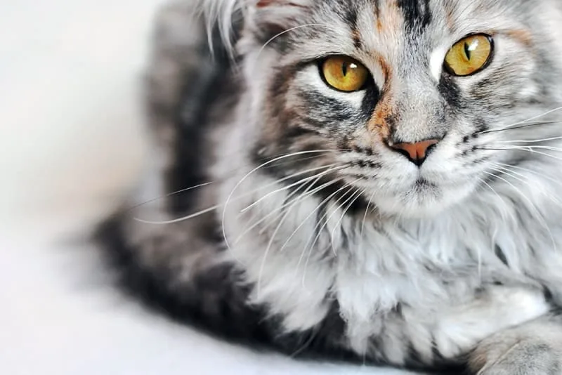 Rabies in Cats