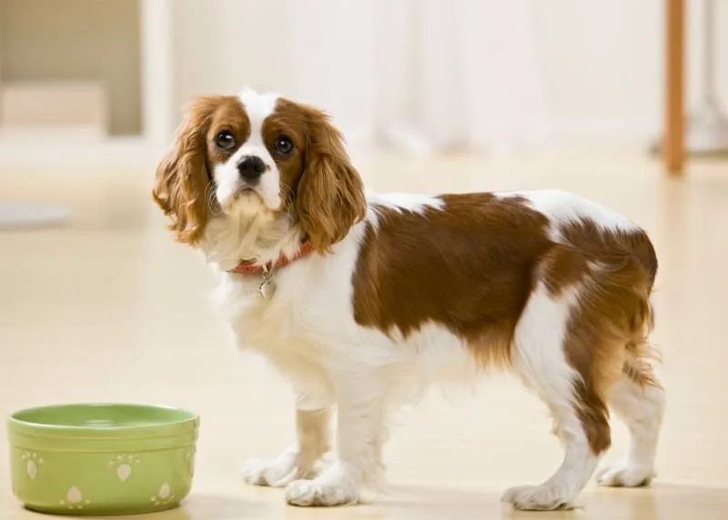 Best Dog Food For Dogs With Allergies