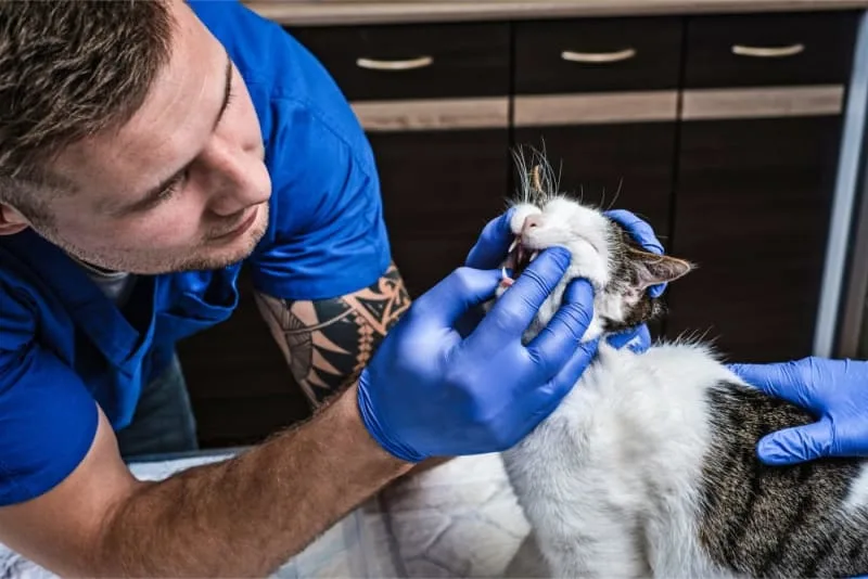 Why Does My Cat Breath Smell Bad?