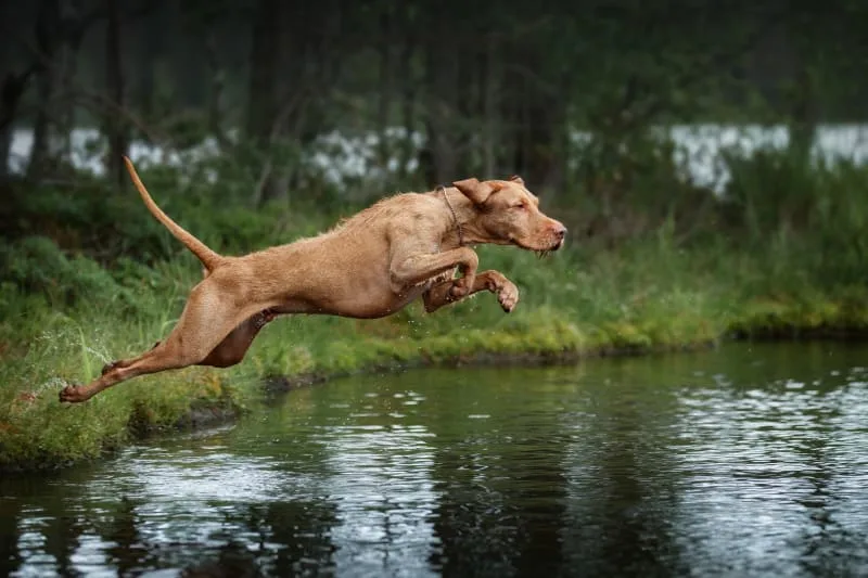 Hip Dysplasia Surgery in Dogs