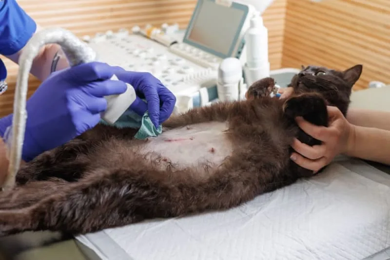 Diagnostic Imaging for your Dog or Cat