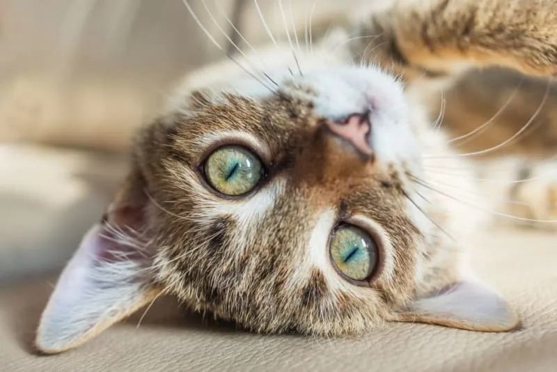 How Often Do You Take a Cat to the Vet?
