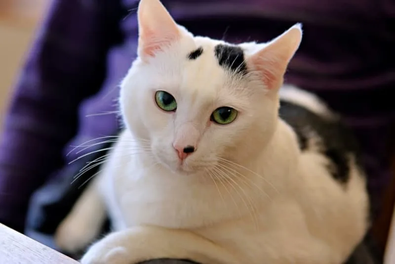 FVRCP Cat Vaccine