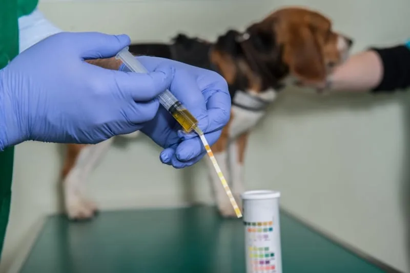 Why Does My Pet Need a Urinalysis?