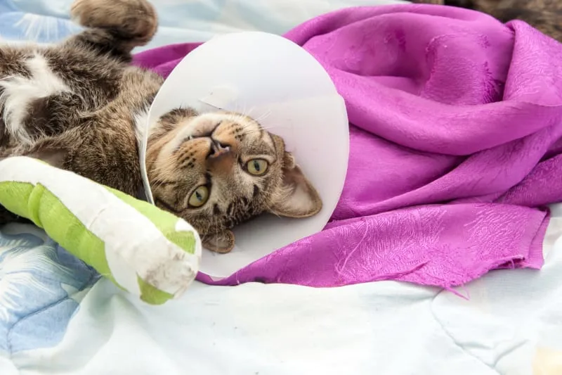 How To Help Your Cat Recover From Surgery