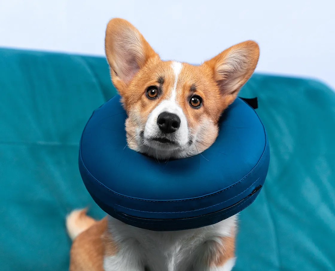 corgi with inflatable e-collar