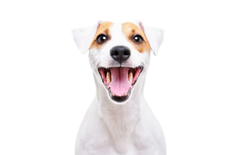 5 Reasons Why Dog Dental Care Is Important