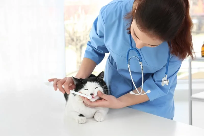 Common Dental Problems in Cats