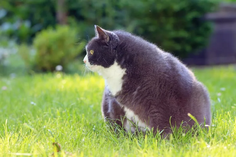 Diabetes in Cats