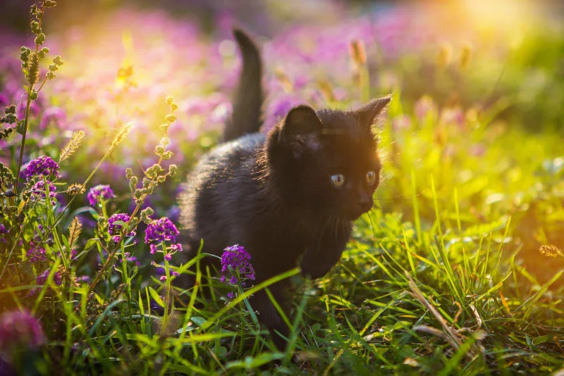 Should An Indoor Cat Still Be Vaccinated?