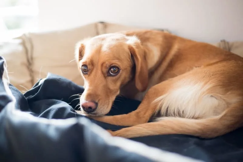 Bladder Infection in Dogs