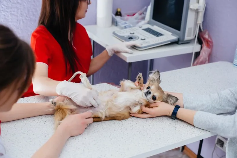 C-Section for Dogs