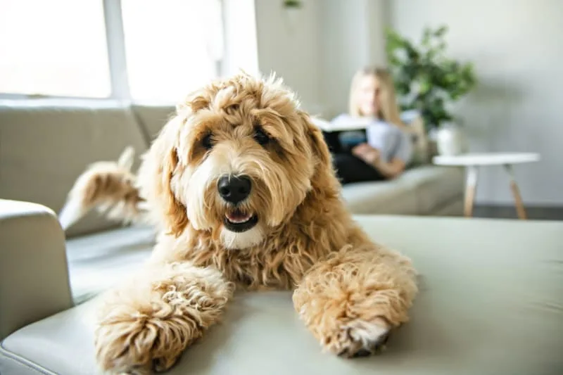 Laryngeal Paralysis in Dogs