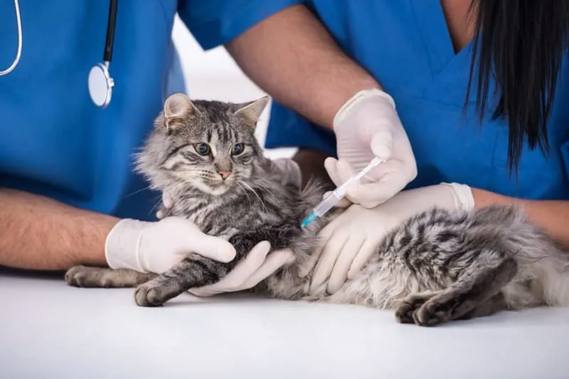 What you need to know about rabies vaccines for cats