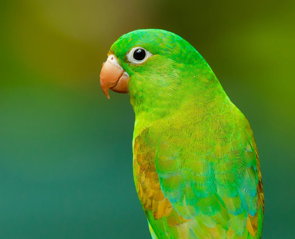 A small, bright green parrot shown in profile against a blurred green background.