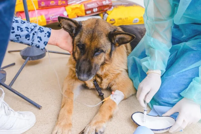 Animal Critical Care: What to Expect in Pet ICU