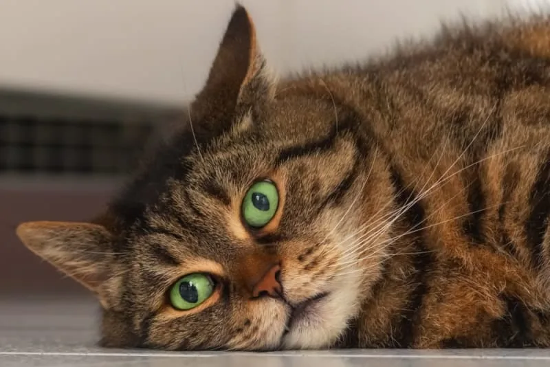 Cat Diabetes Treatment