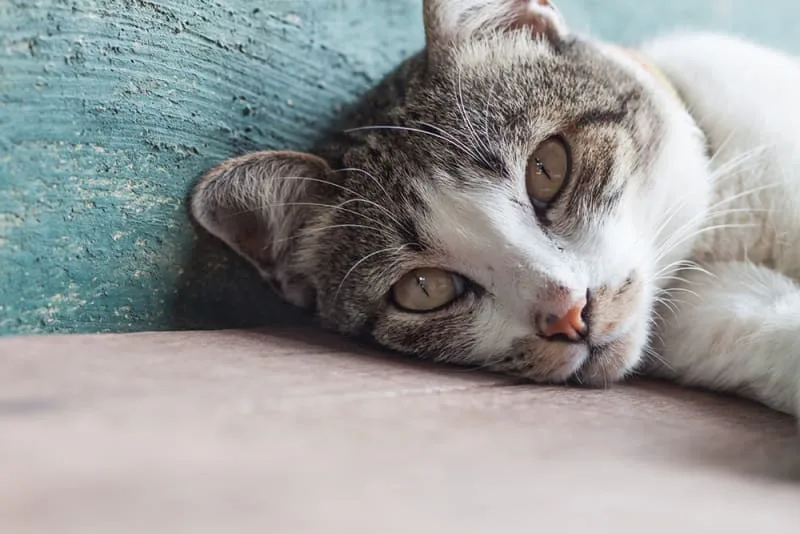 Pet Parent's Guide to Pneumonia in Cats