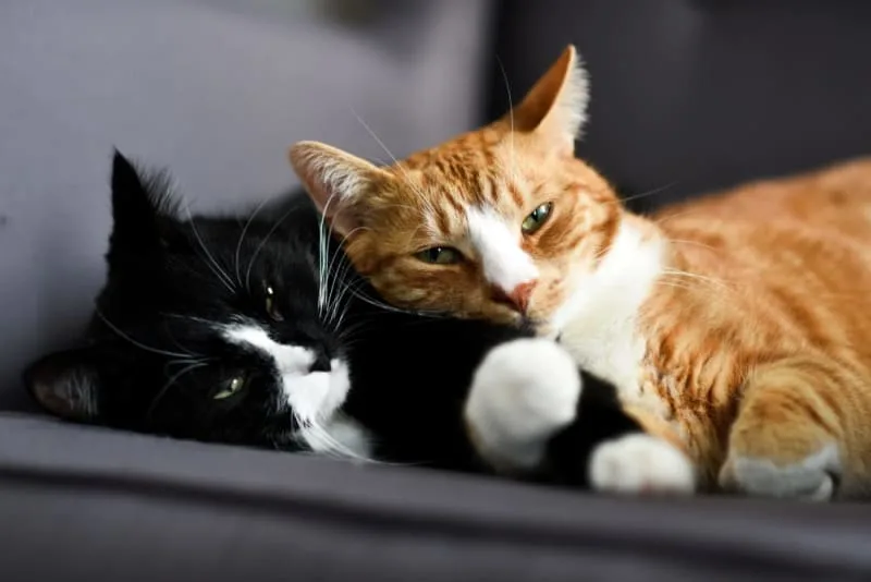 How often should I take my cat to the vet?