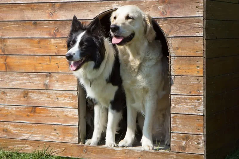 Where to Leave a Dog While on Vacation?